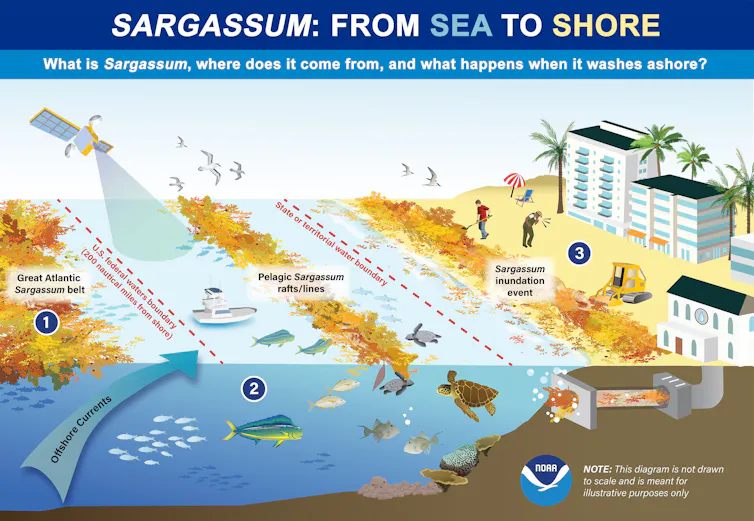 An illustration showing sargassum washing ashore and some of the problems it causes, including health effects, inaccessible beaches and clogged water intakes.