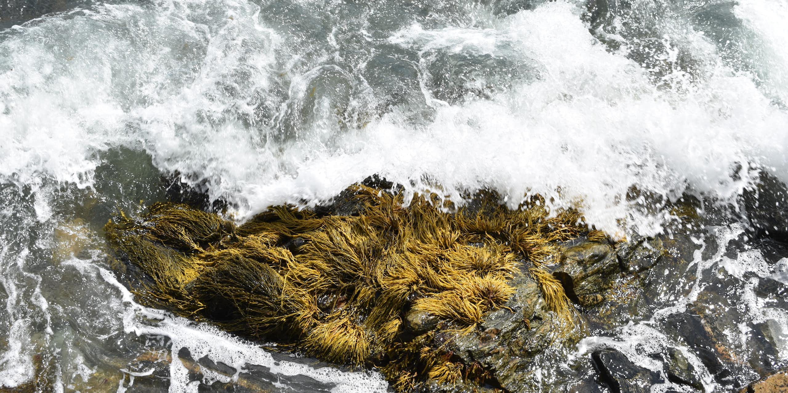 seaweed and big swells