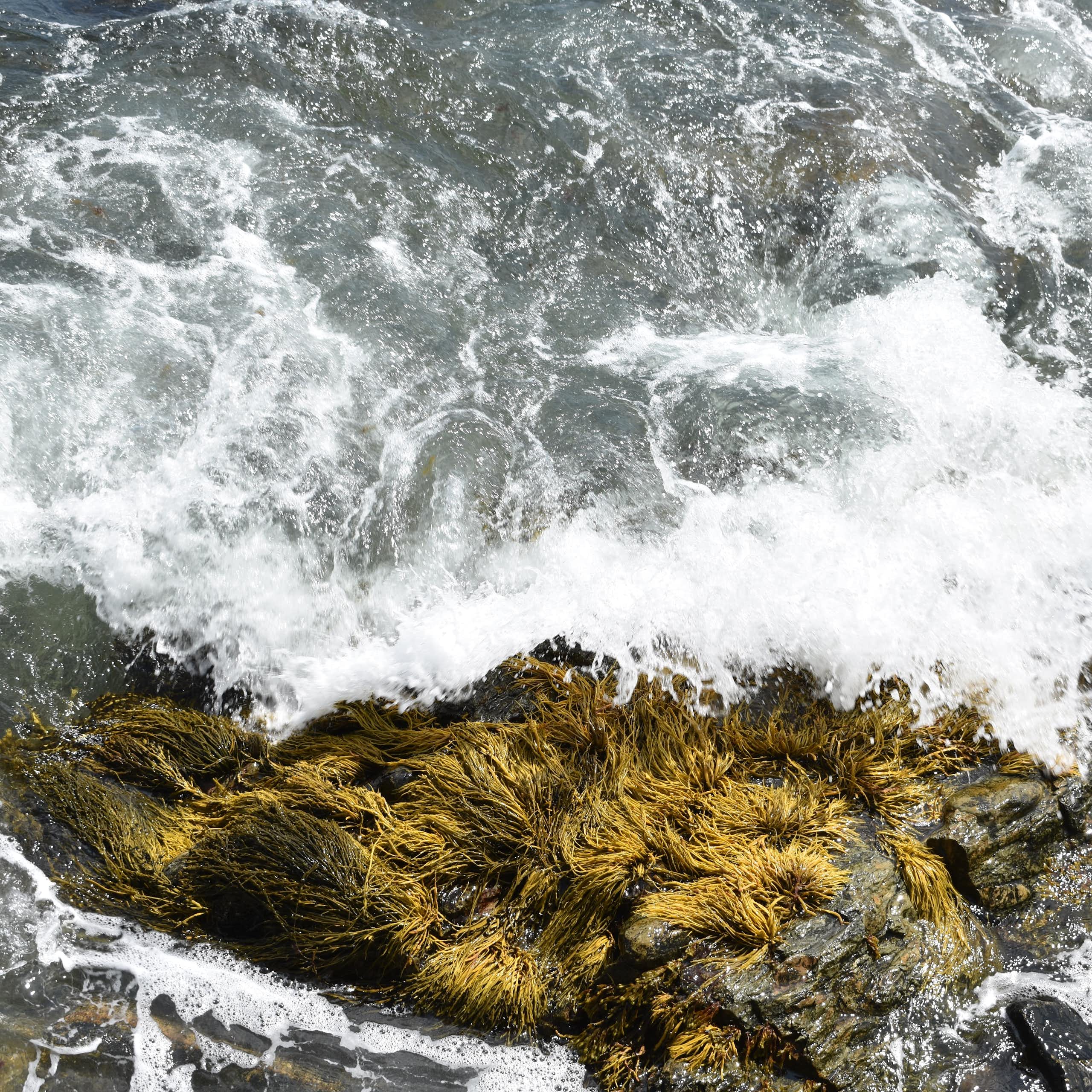 seaweed and big swells