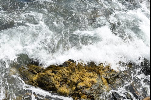 seaweed carried to the deep sea stores more carbon than we thought
