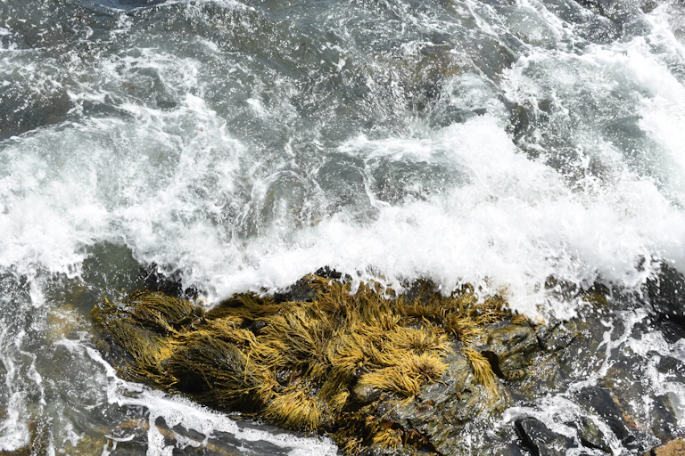 seaweed and big swells
