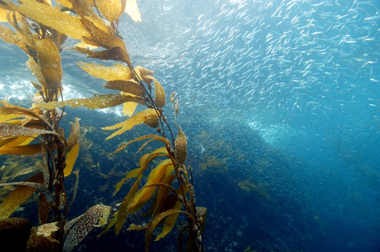 kelp and fish