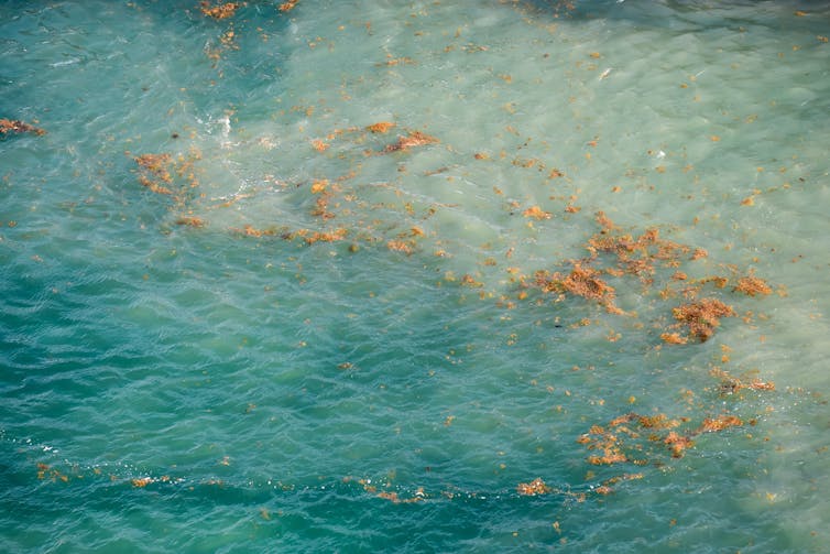seaweed washed by currents