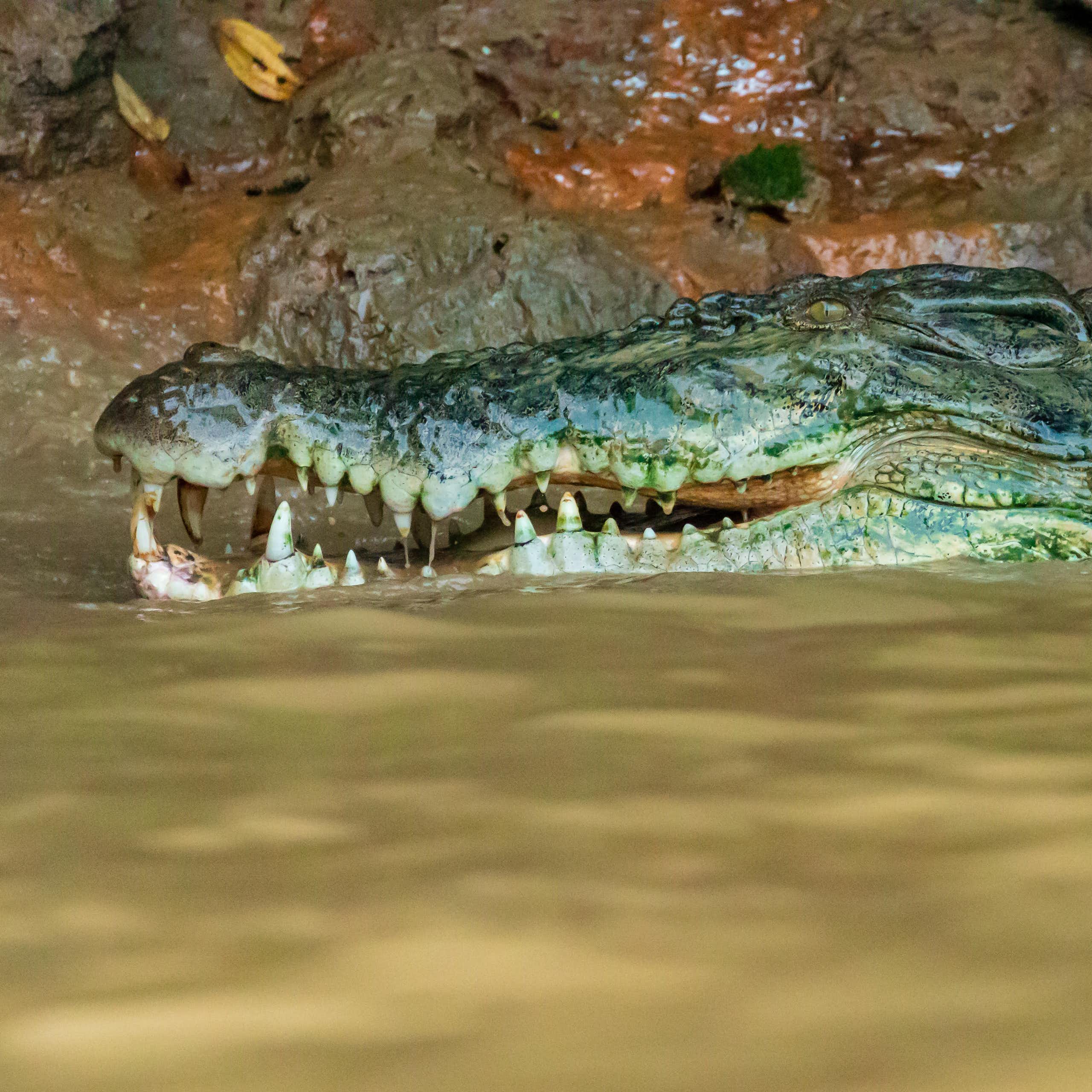 saltwater crocodile