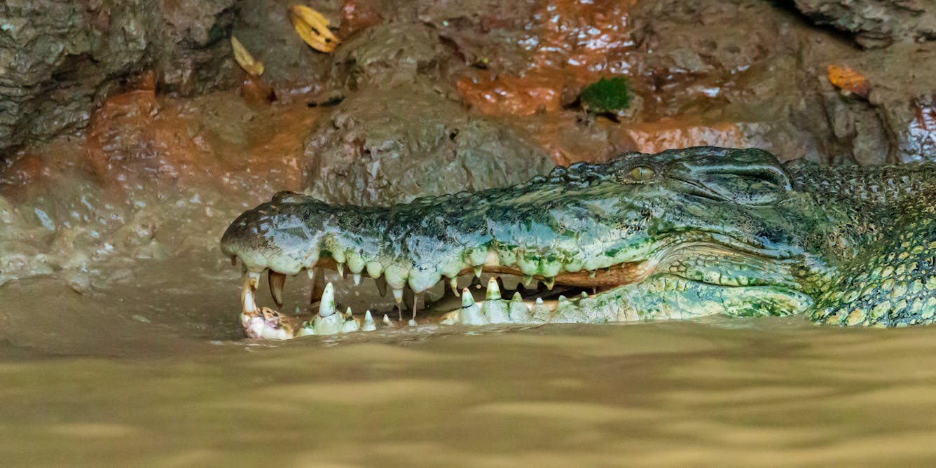 Your smartphone might be linked to crocodile attacks in Indonesia. Here’s how