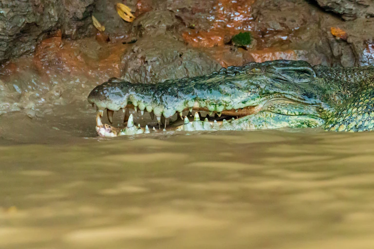 saltwater crocodile