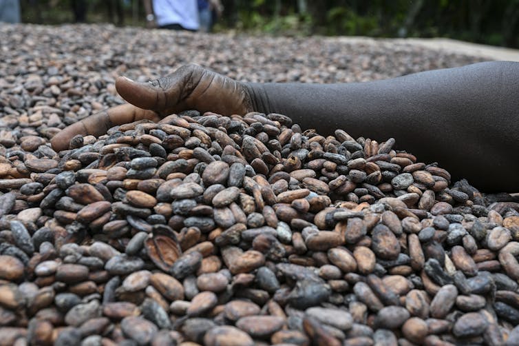 A farmer sweeps their hand and forearm through a pile of cocoa beans