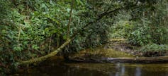 A beautiful forest of lush green trees surrounds a forest lake