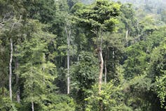 A natural forest of hundreds of very tall trees with a misty sky