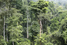 A natural forest of hundreds of very tall trees with a misty sky