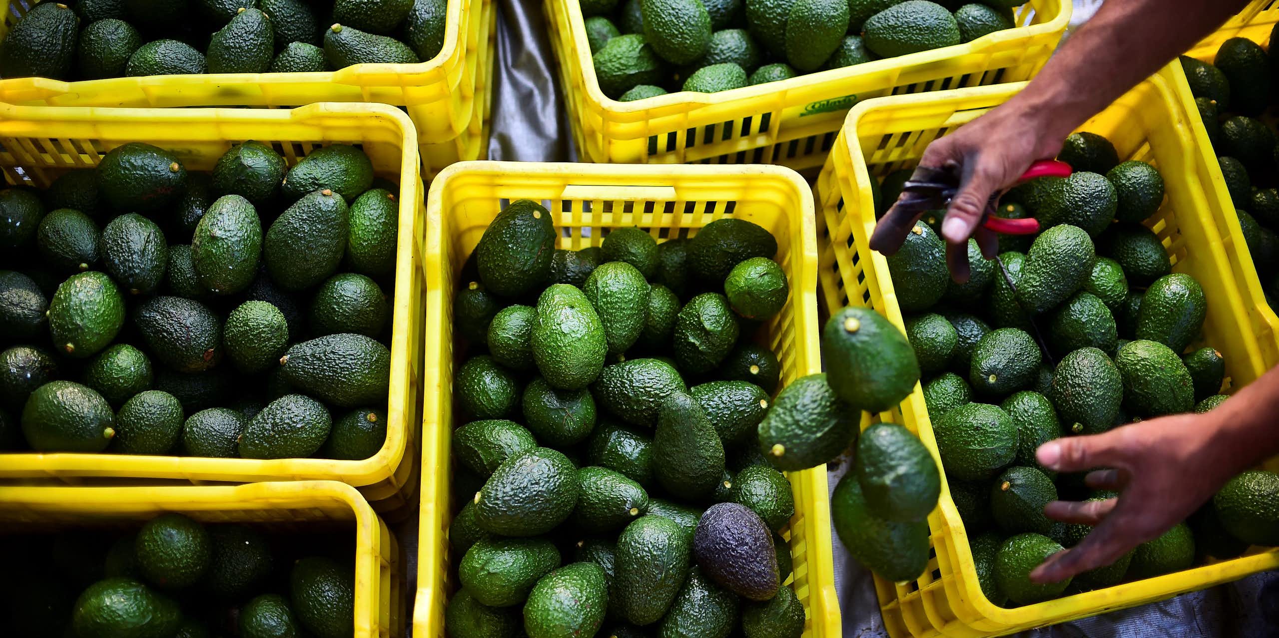 Hands drop Hass avocados  into plastic baskets