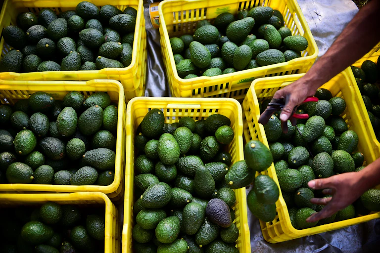 Hands drop Hass avocados into plastic baskets