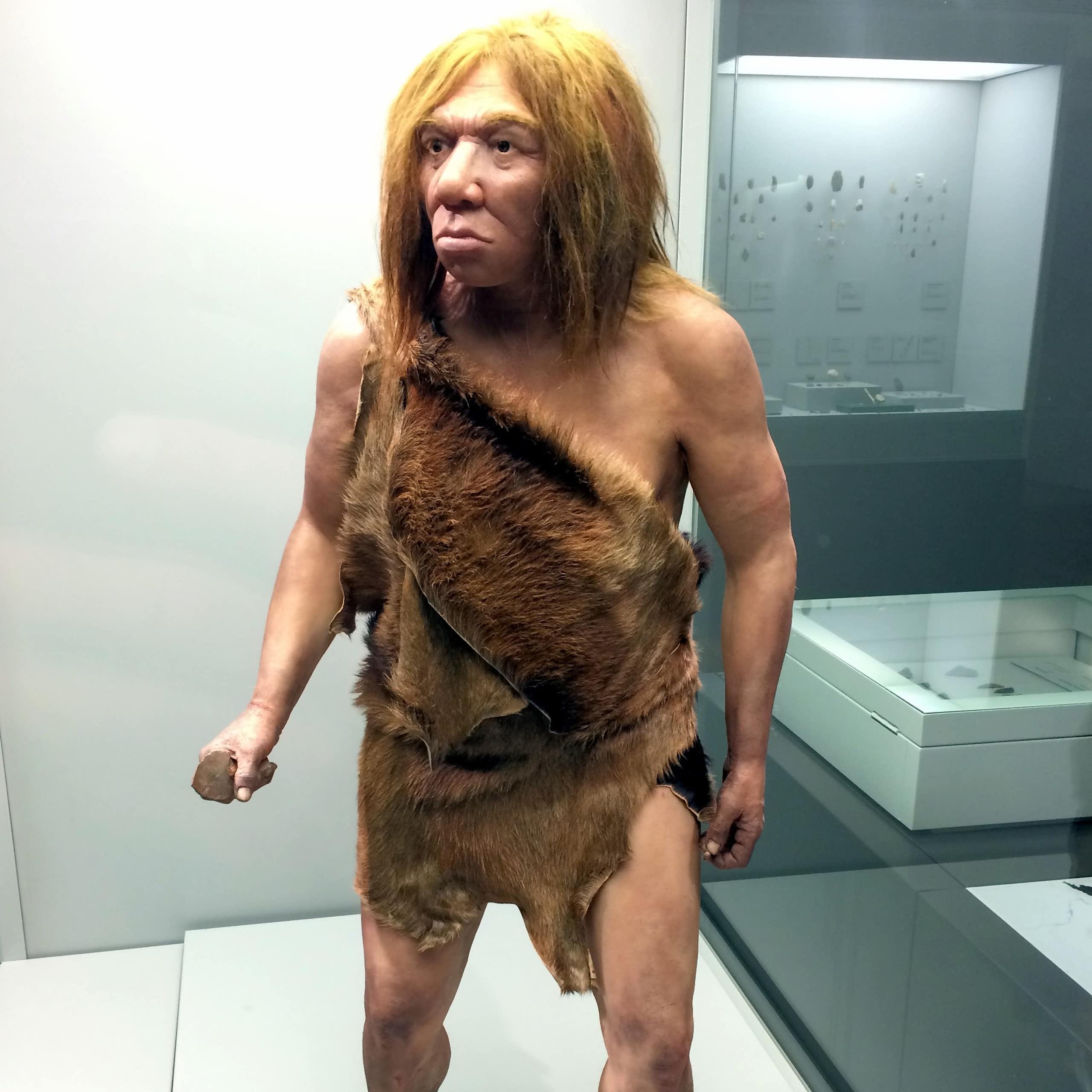 Reconstrucción del aspecto físico de un hombre de Neandertal.