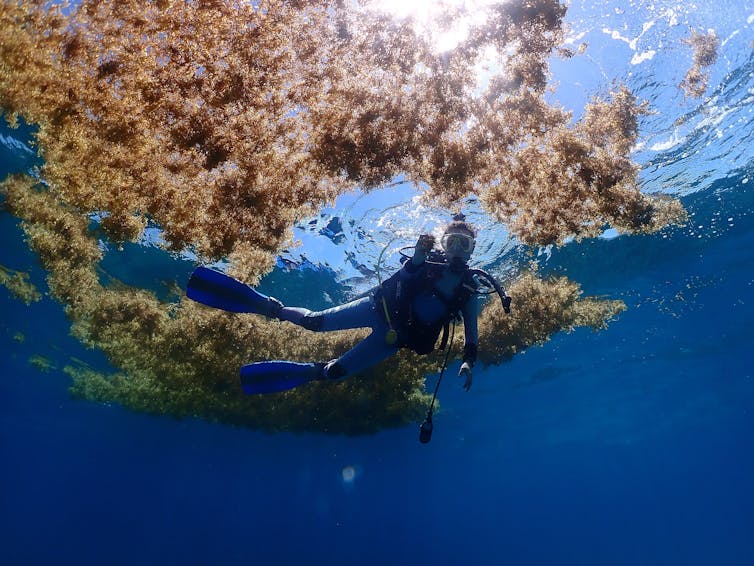 An underwater photo looking up at a diver with seaweed at the surface above her.