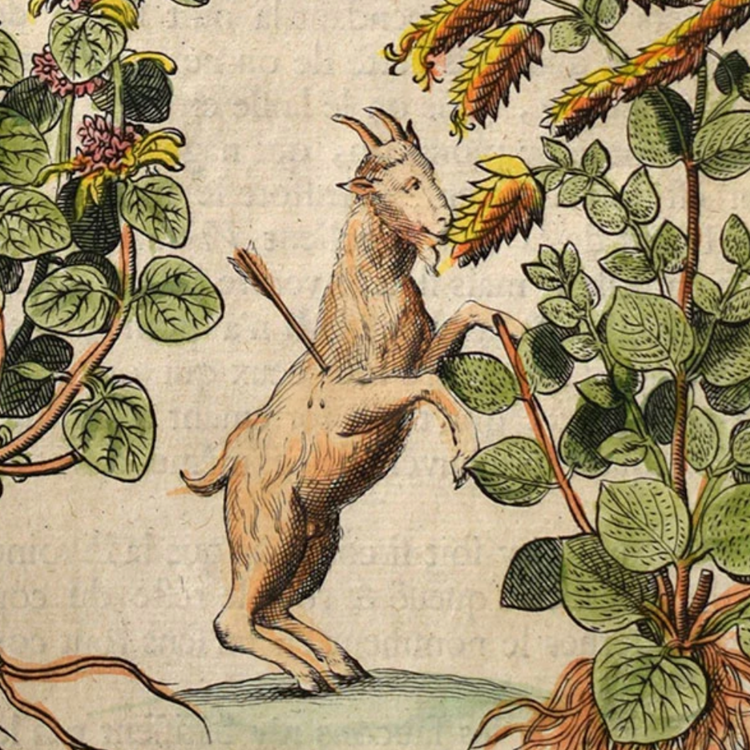 Impressão de uma cabra nas patas traseiras com uma flecha no lado, comendo de uma planta alta