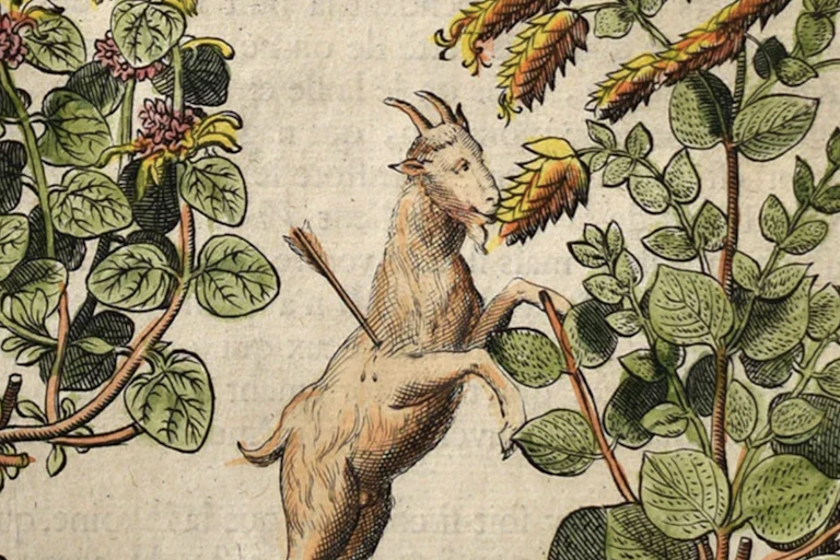 Impressão de uma cabra nas patas traseiras com uma flecha no lado, comendo de uma planta alta