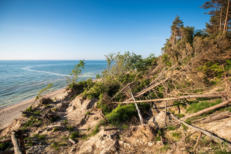 A small landslide showing downed pine trees on a sunny seaside.