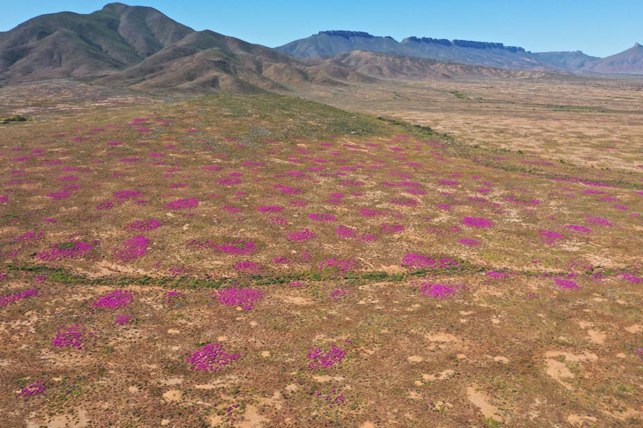 Purple flowers are scattered across a mountainous landscape. They are blooming atop termite mounds