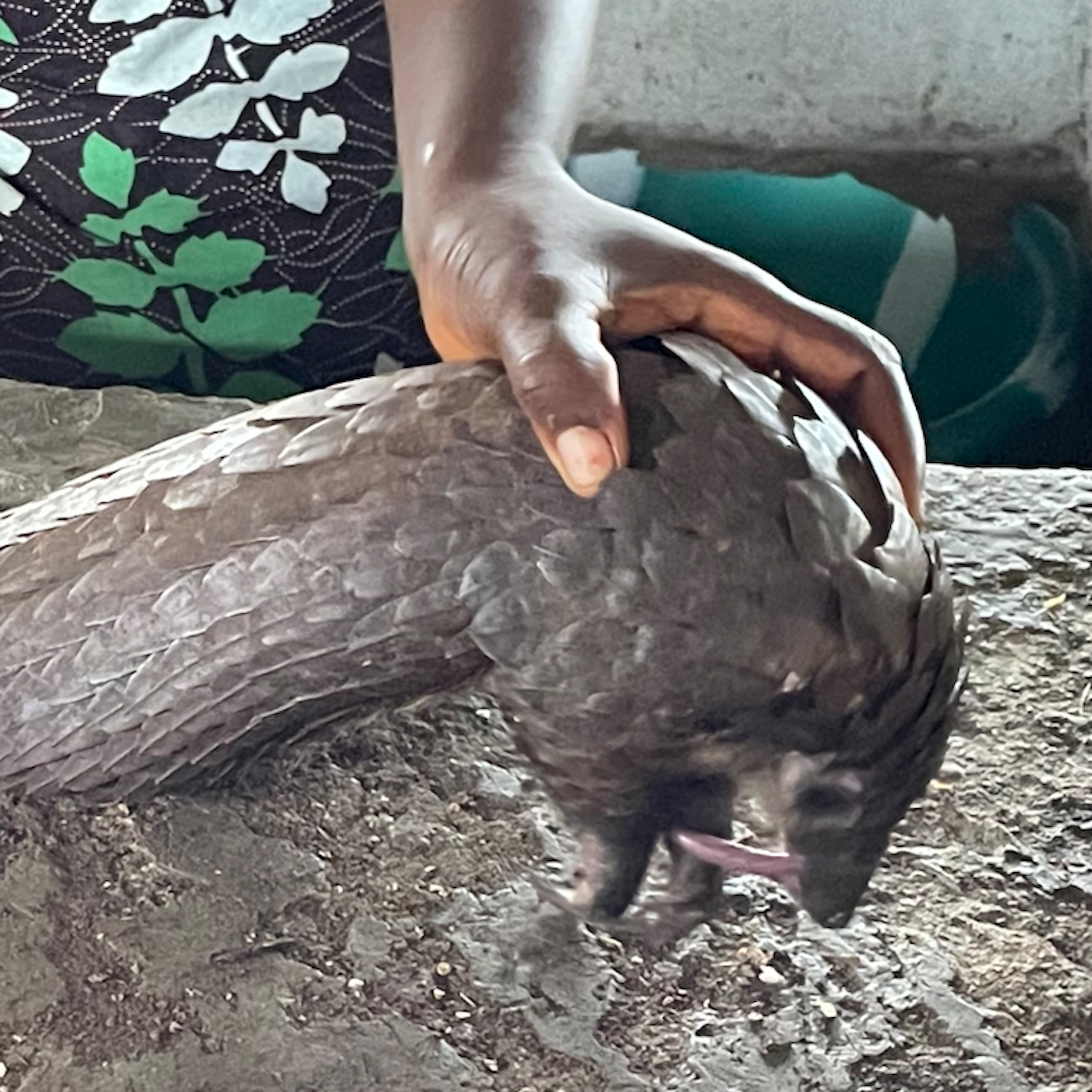 A scaly, long-tailed animal being  held in a person's hand on a flat cement surface