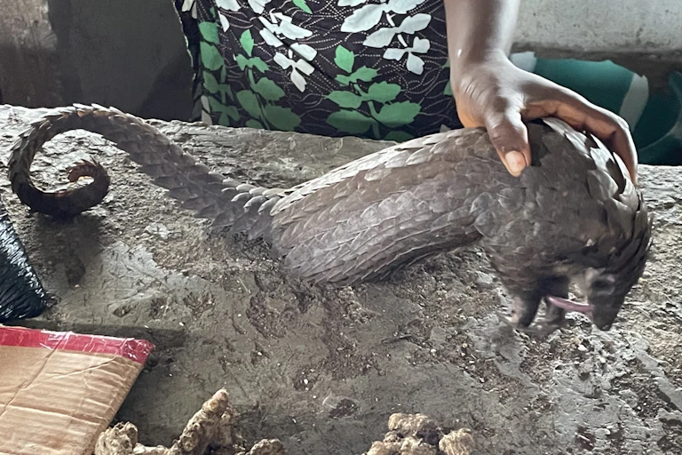 A scaly, long-tailed animal being held in a person's hand on a flat cement surface