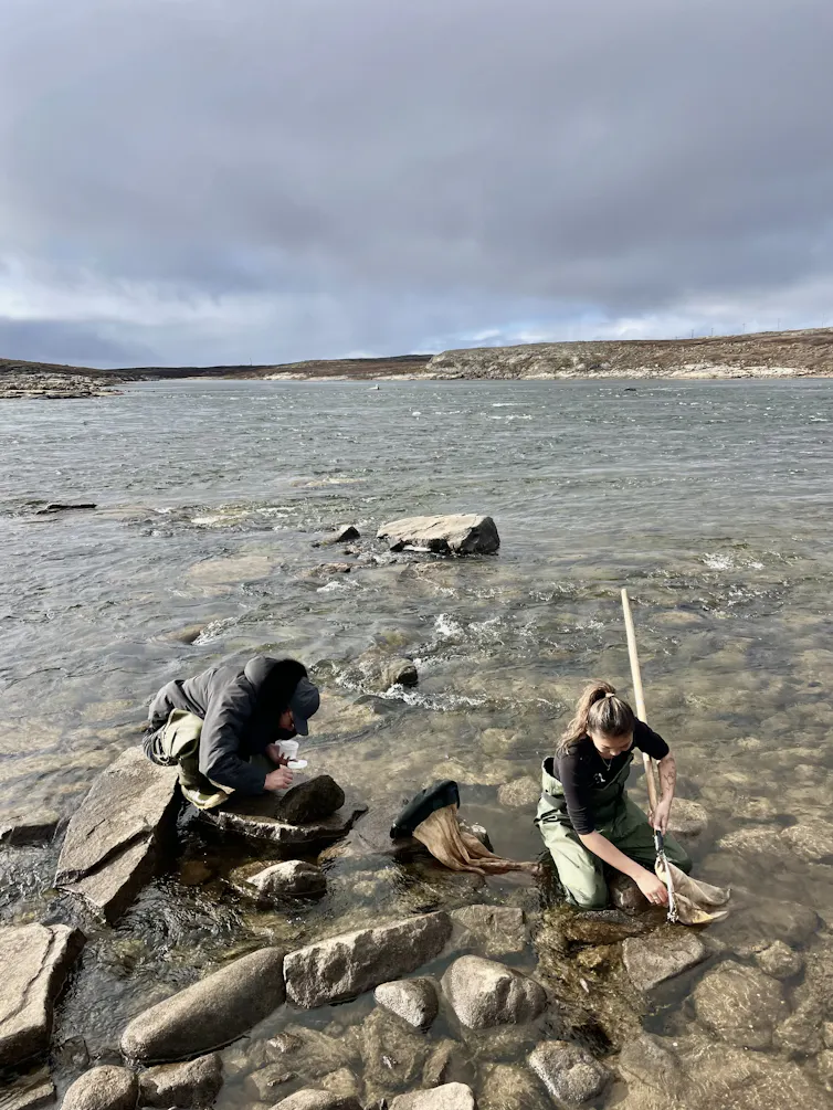 Researchers and members of the Inukjuak community sample sentinel organisms