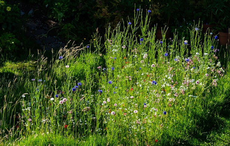 A patch of long grass with wildflowers.
