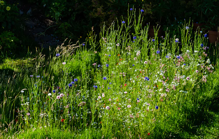 A patch of long grass with wildflowers.