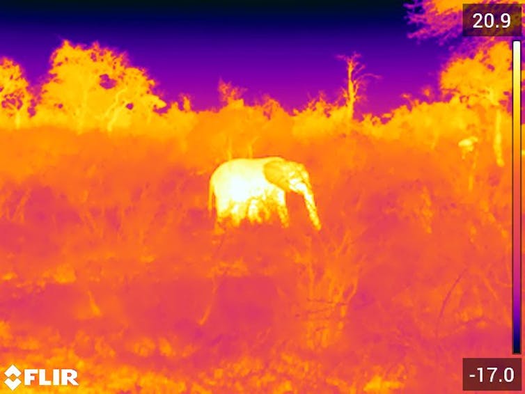 A thermal image of an elephant denoting ambient temperature using warm and cool colours.