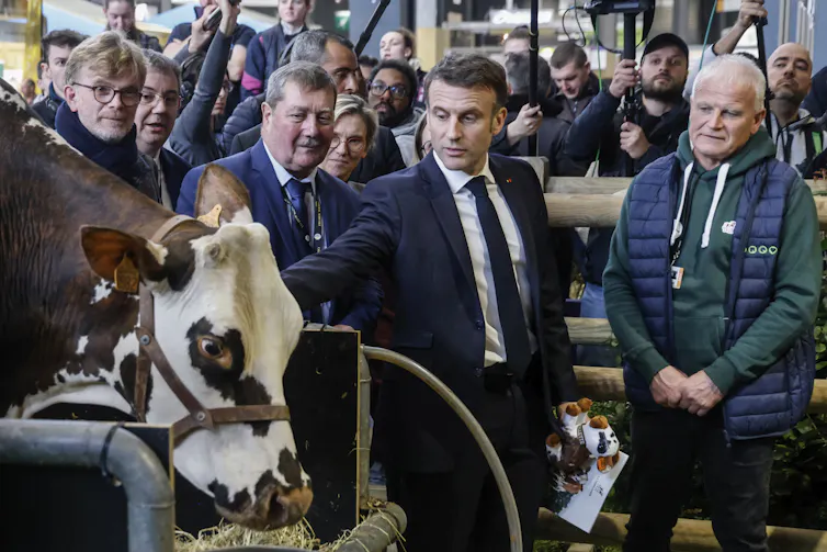 Le président Macron caresse une vache. Il est entouré d’hommes
