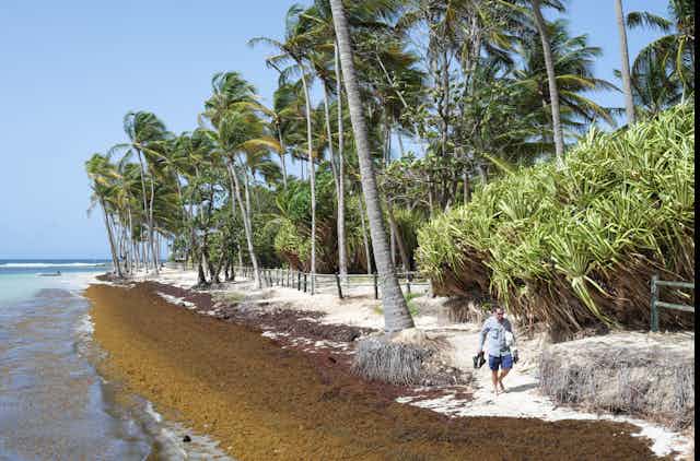 A man walks on a narrow area of white sand, while seaweed covers most of the beach and shore.