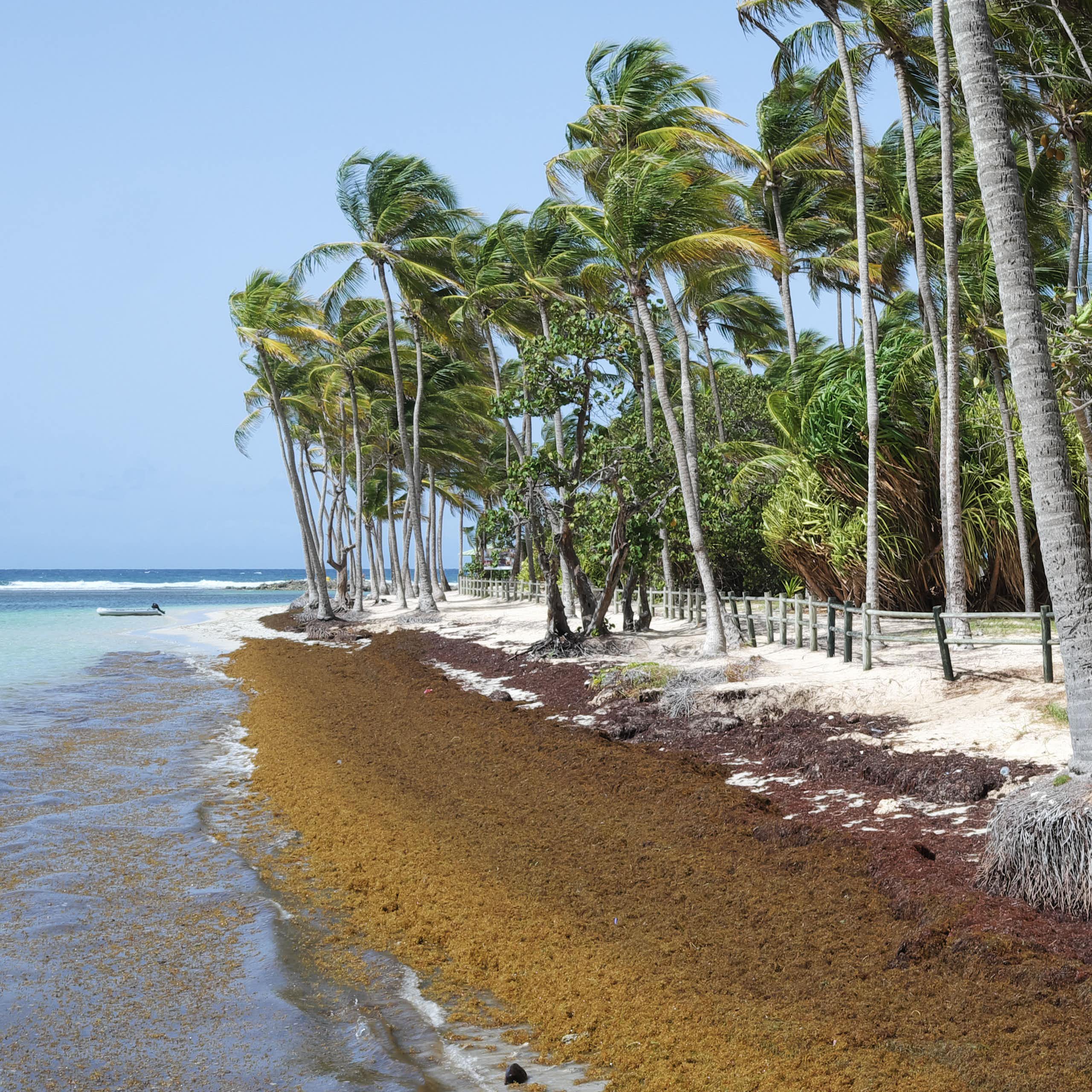 A man walks on a narrow area of white sand, while seaweed covers most of the beach and shore.