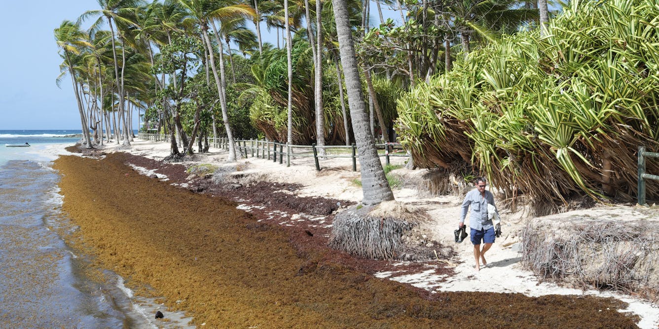 Sargassum is choking the Caribbean’s white sand beaches, fueling an economic and public health crisis