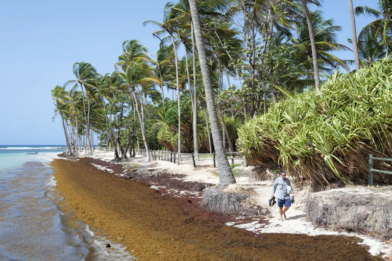 A man walks on a narrow area of white sand, while seaweed covers most of the beach and shore.
