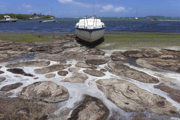 Boats sit among seaweed in an harbor. The beach between the photographer and the central boat in the image is covered with seaweed.