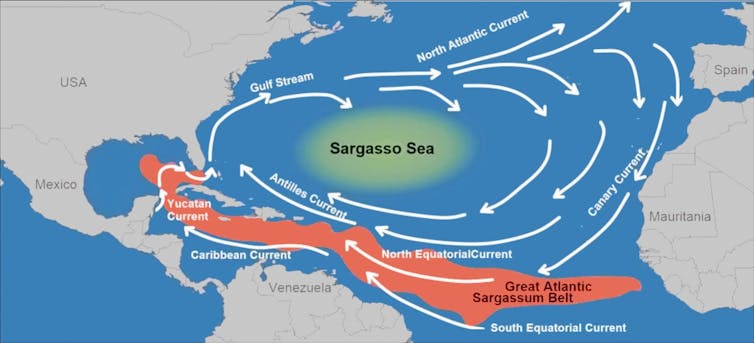 A map shows the Sargasso Sea in the middle of the Atlantic Ocean, west of Florida and Georgia, and the Sargassum Belt through the Caribbean