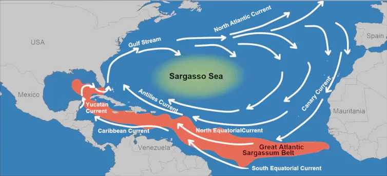 A map shows the Sargasso sea in the middle of the Atlantic Ocean, west of Florida and Georgia, and sargassum belt through the Caribbean