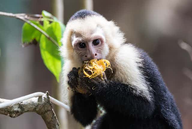 A black monkey with a white fuzzy head and big black eyes chewing on a yellow fruit.