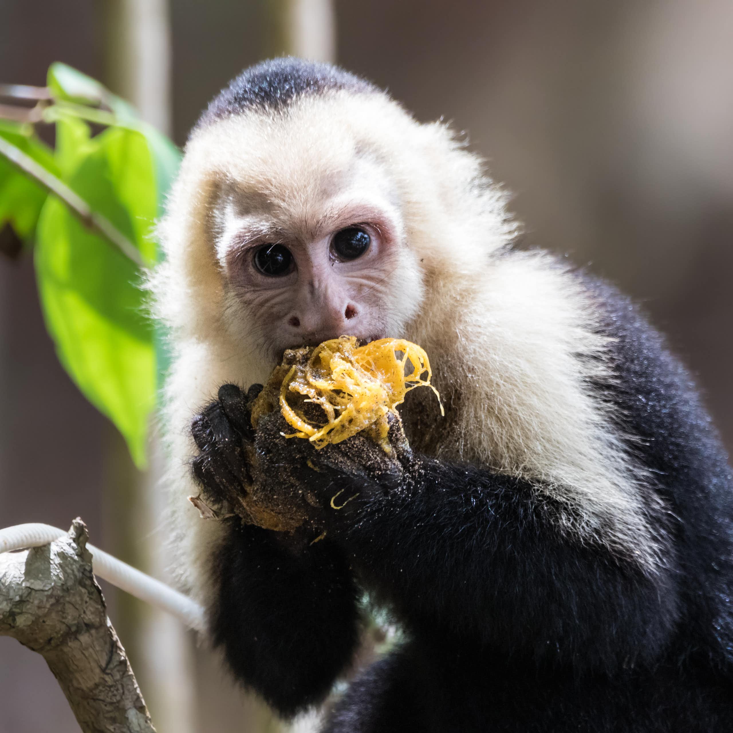 A black monkey with a white fuzzy head and big black eyes chewing on a yellow fruit.