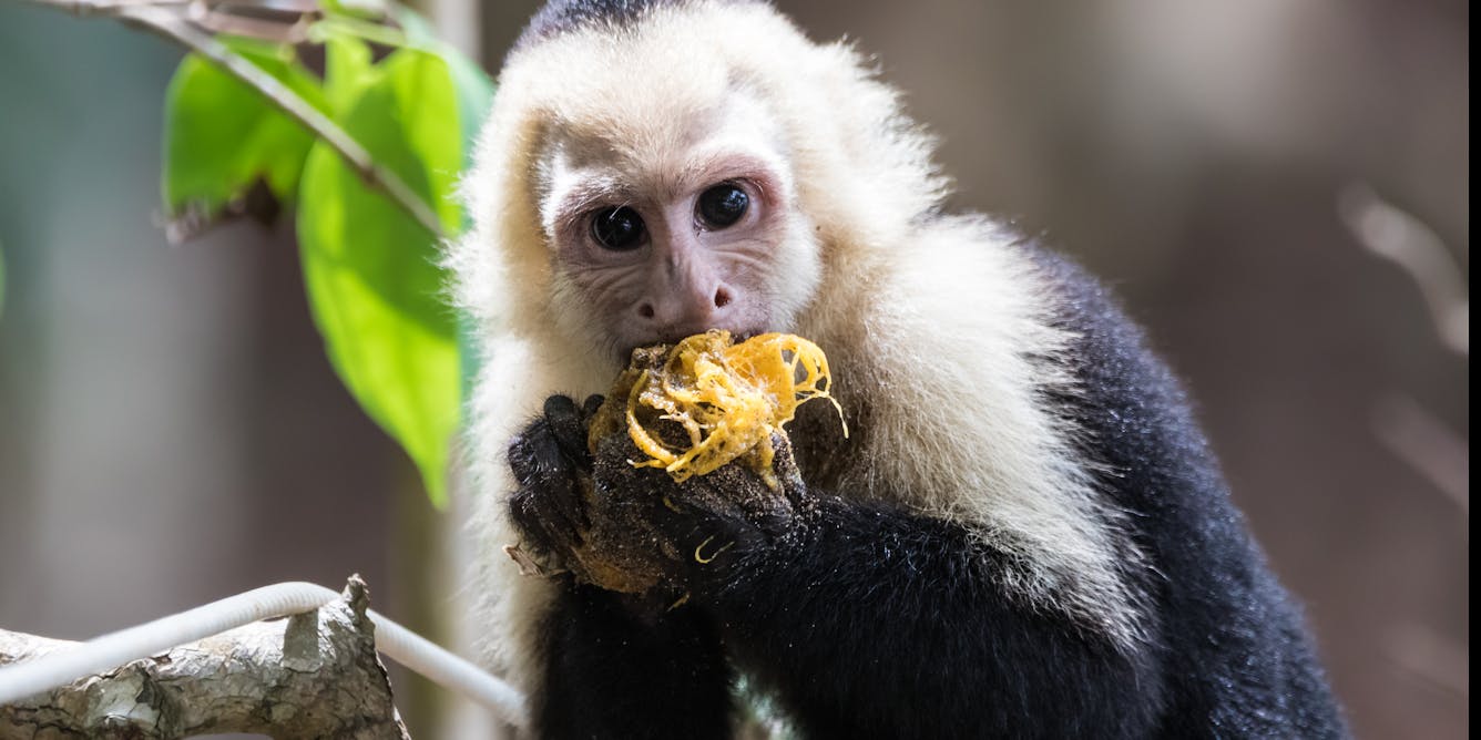 Why did primates evolve such big brains? First study of its kind says it wasn’t for finding food