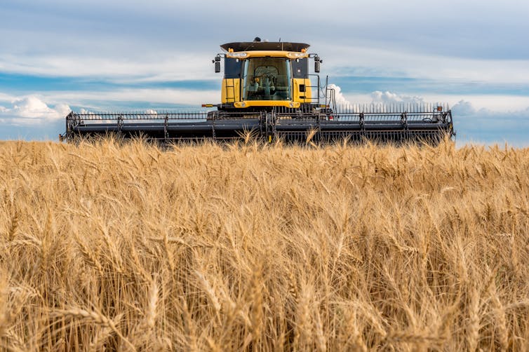 Combine harvester in a wheat field during harvest in Saskatchewan, Canada