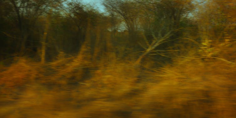 A blur of the bush.