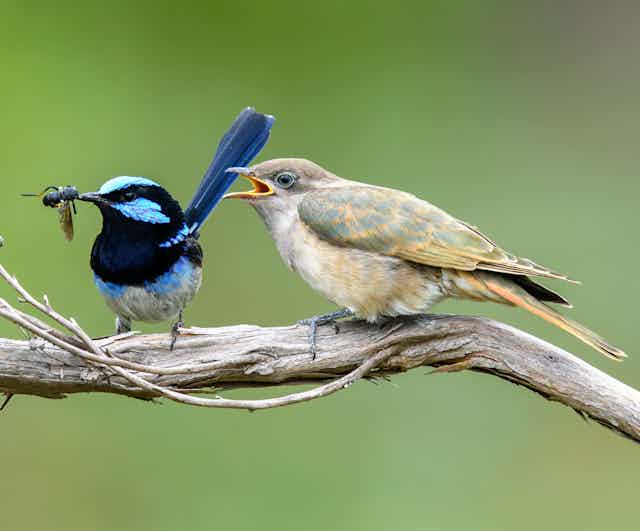 A photo of a small blue bird about to feed a bug to a larger brownish bird.