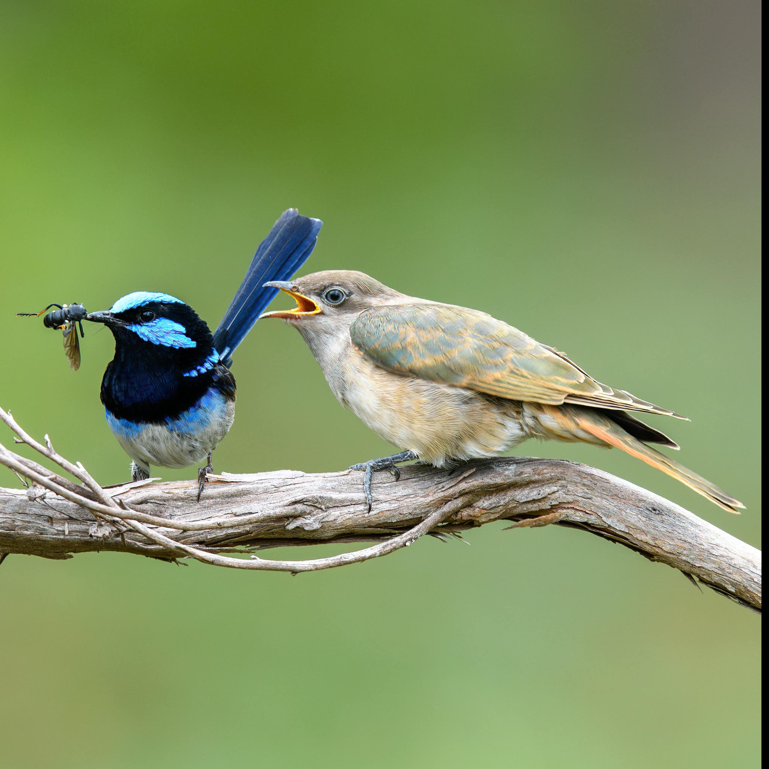 A photo of a small blue bird about to feed a bug to a larger brownish bird.