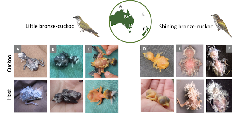 Photos of different appearances of different cuckoo subspecies.