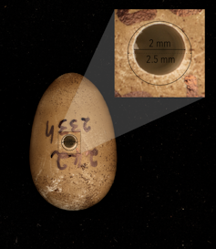 Photo of a tiny egg with an even tinier hole drilled in it.