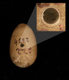 Photo of a tiny egg with an even tinier hole drilled in it.