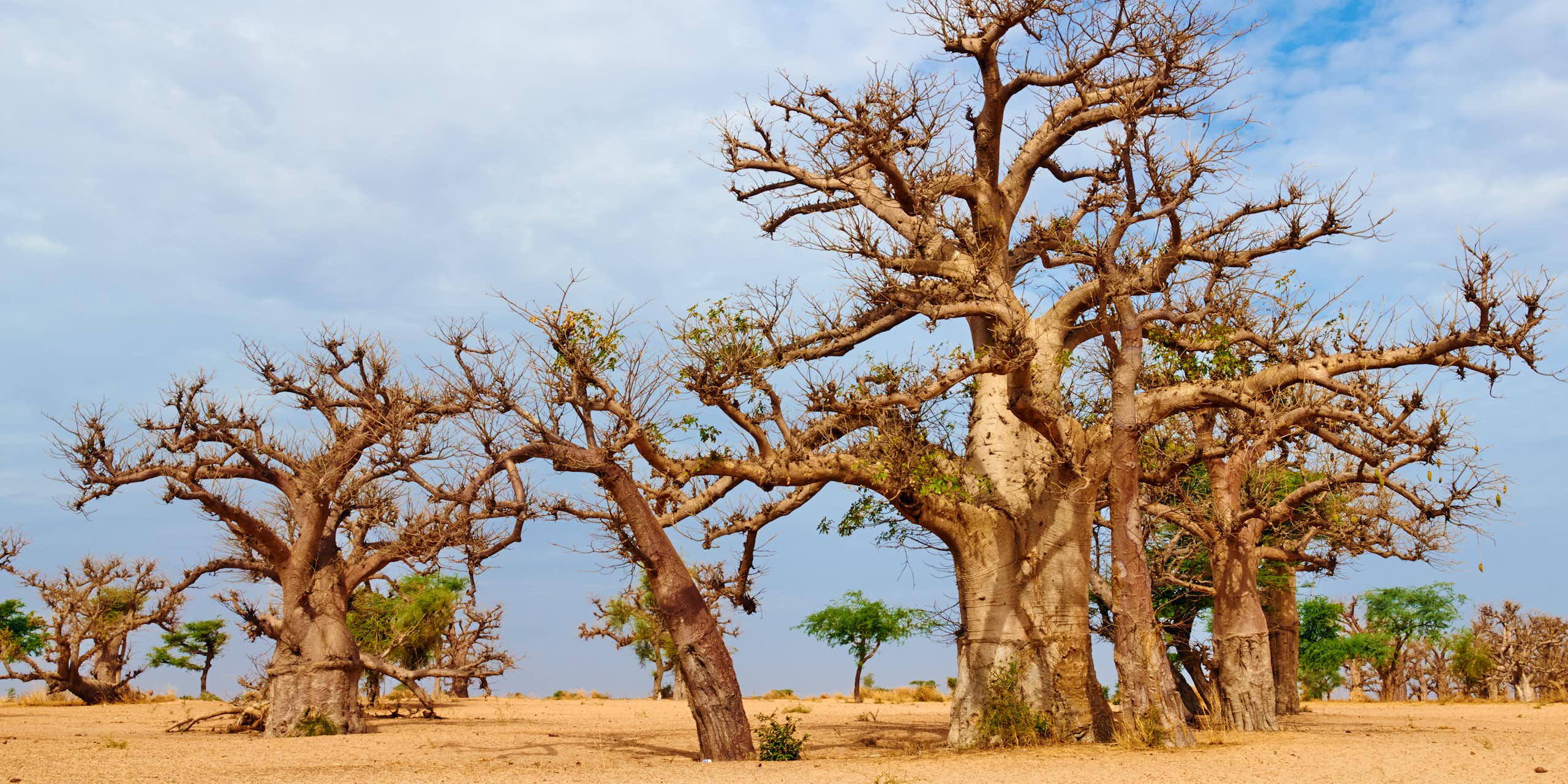 About eight gnarled baobabs standing in a dry and dusty landscape
