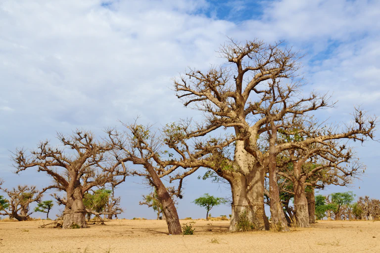 About eight gnarled baobabs standing in a dry and dusty landscape