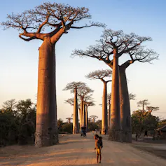 People walk along a long flat dirt road, lined by very tall and straight baobab trees