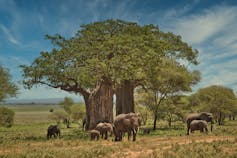 About 8 elephants crowd around two wide baobab trees in Tanzania.